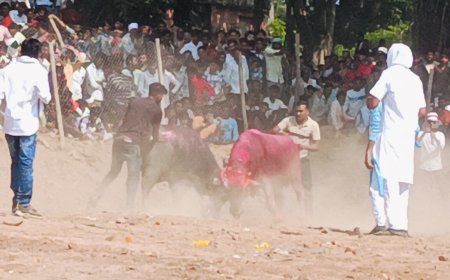 पाड़ो को लडाकर कर रहे मनोरंजन उठा रहे लुफ्त दे रहे पशु क्रूरता को बढ़ावा
