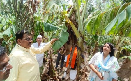 बुरहानपुर जिले में लागू हो केले की फसल का मौसम आधारित बीमा, लोकसभा में सांसद ज्ञानेश्वर ने पुरजोर तरीके से उठाई मांग