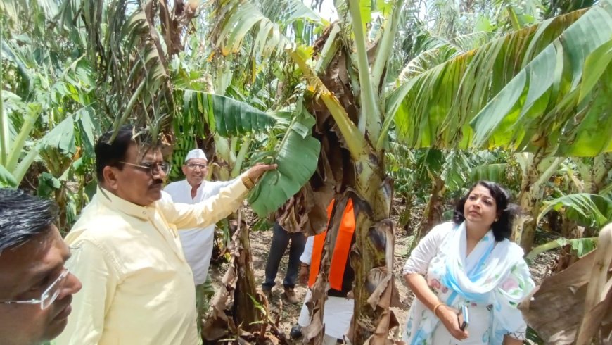 बुरहानपुर जिले में लागू हो केले की फसल का मौसम आधारित बीमा, लोकसभा में सांसद ज्ञानेश्वर ने पुरजोर तरीके से उठाई मांग