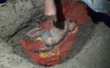 जय बजरंग सैना के पदाधिकारीयो ने  वन्य प्राणी बंदर का  विधि विधान से अंतिम संस्कार किया