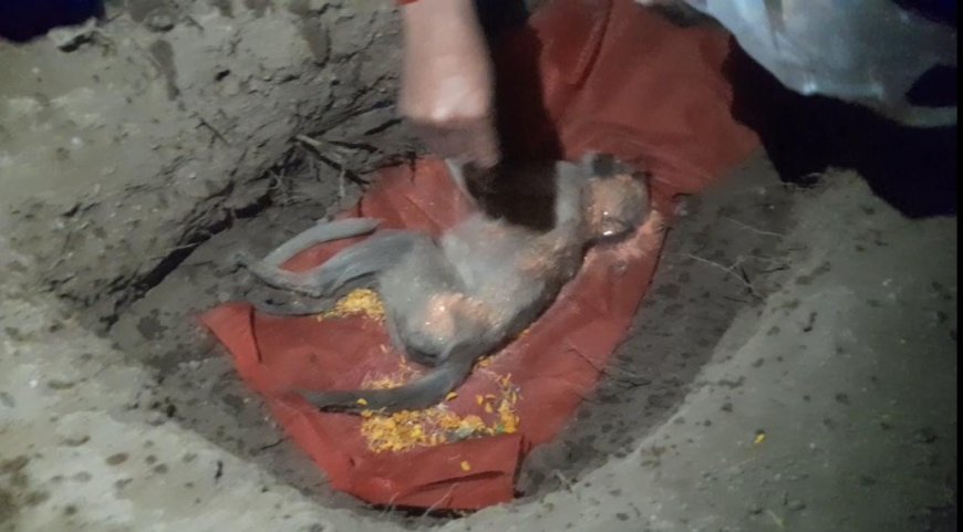 जय बजरंग सैना के पदाधिकारीयो ने  वन्य प्राणी बंदर का  विधि विधान से अंतिम संस्कार किया
