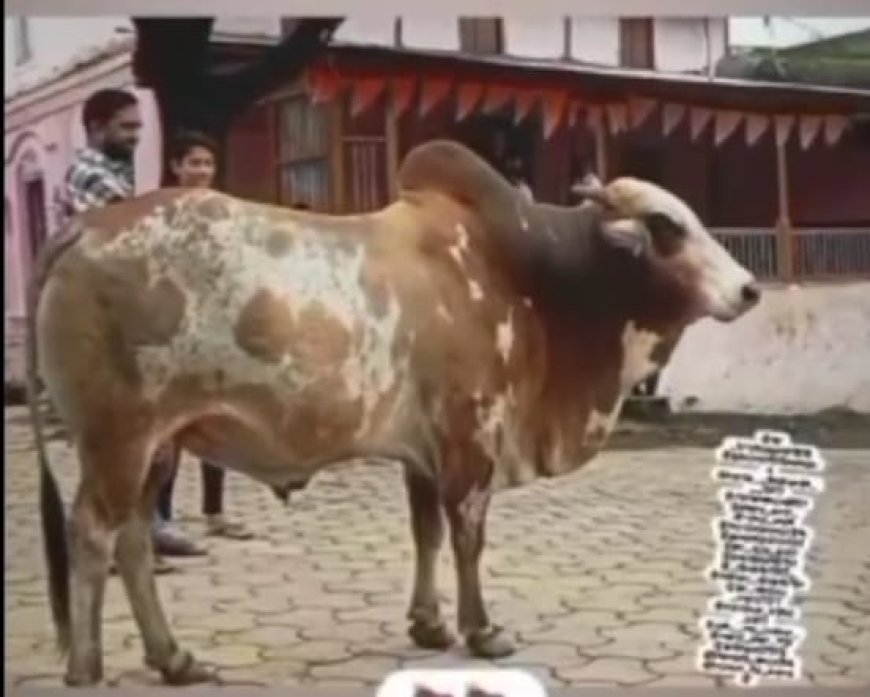 ग्राम सारोला से शंभु लापता